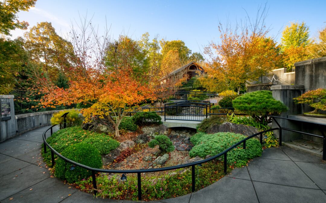 Bonsai Garden 20th Anniversary