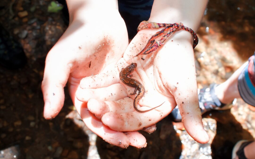 Methods of Teaching Environmental Education
