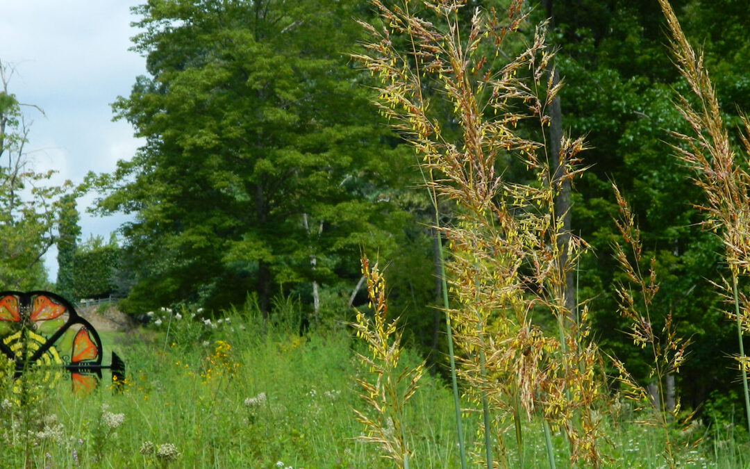 Loving Where You Live: Summer Woodland Walk with Scott Dean