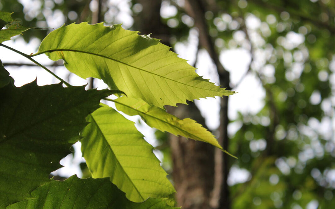 American Chestnut Day