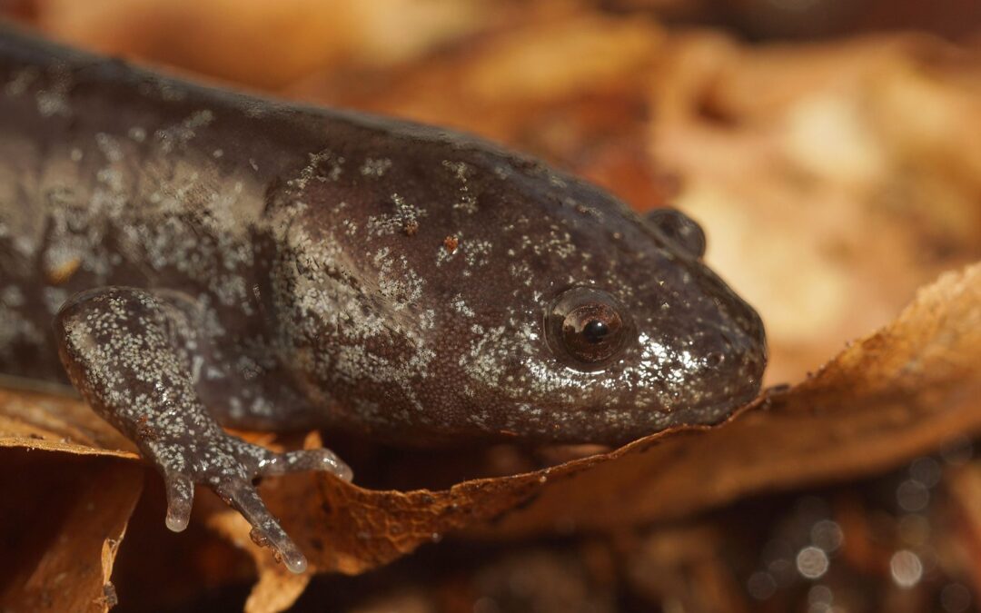 An introduction to the Amphibians of the Southern Appalachians