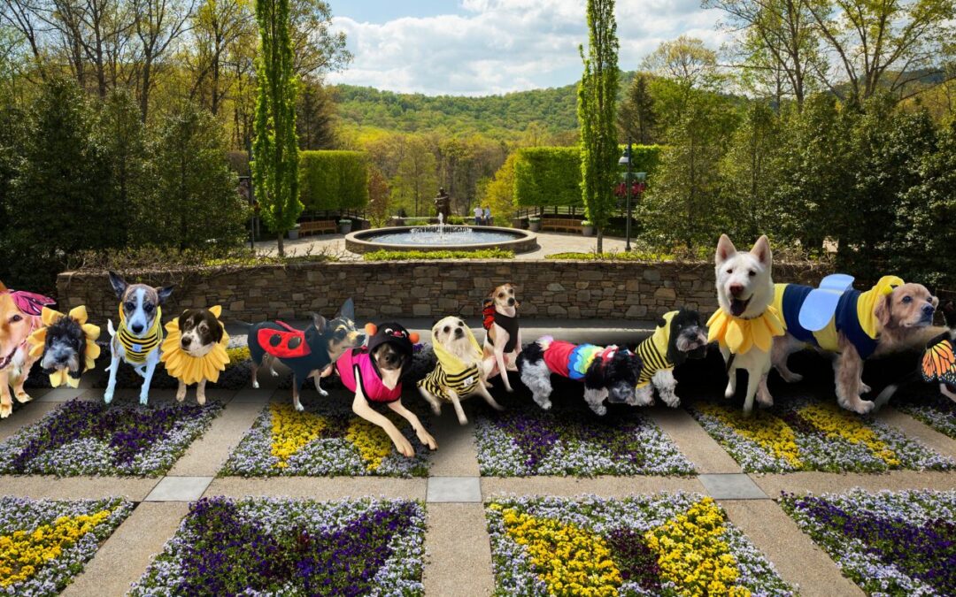 Pawllinators: Pollinator-themed Halloween Dog Parade