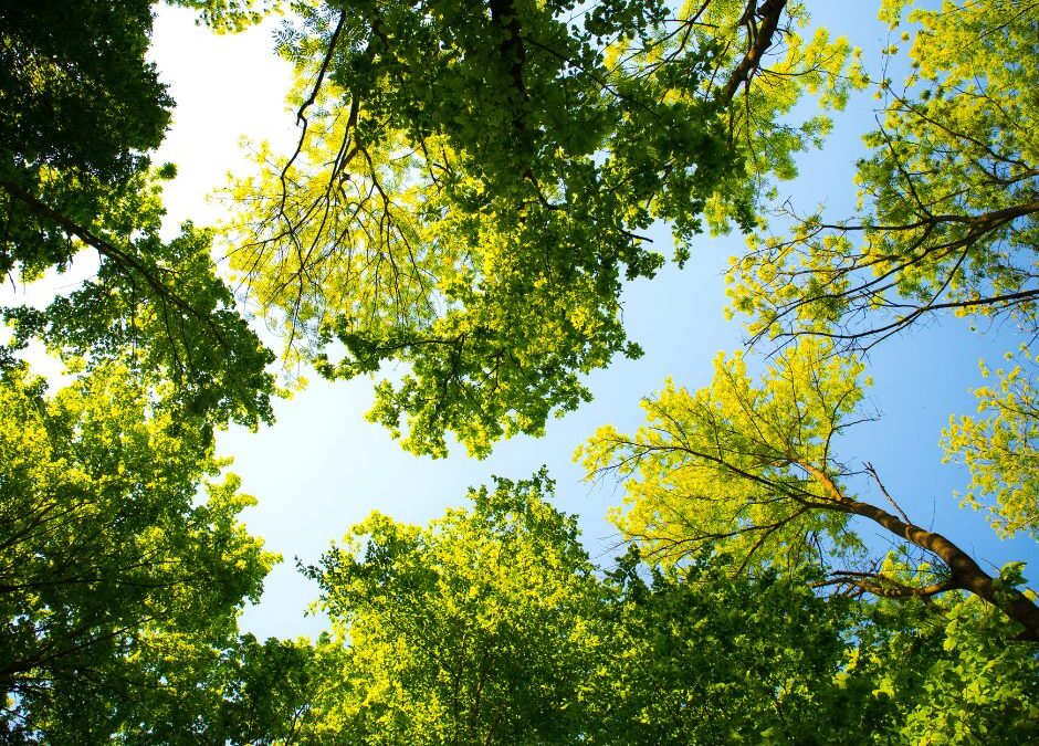 Arbor Day Celebration