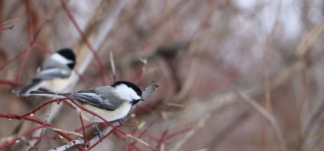 NC Bird Count
