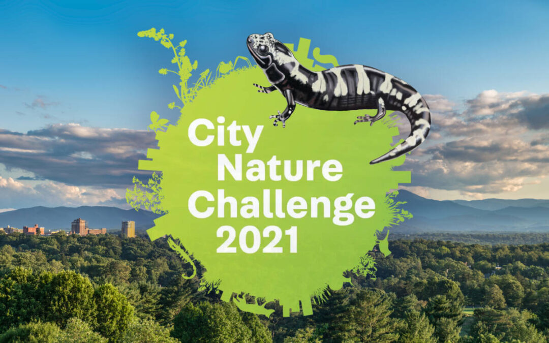 2021 City Nature Challenge