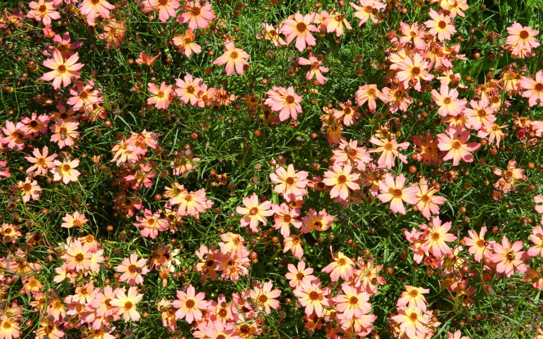 Botanical Latin for Gardeners