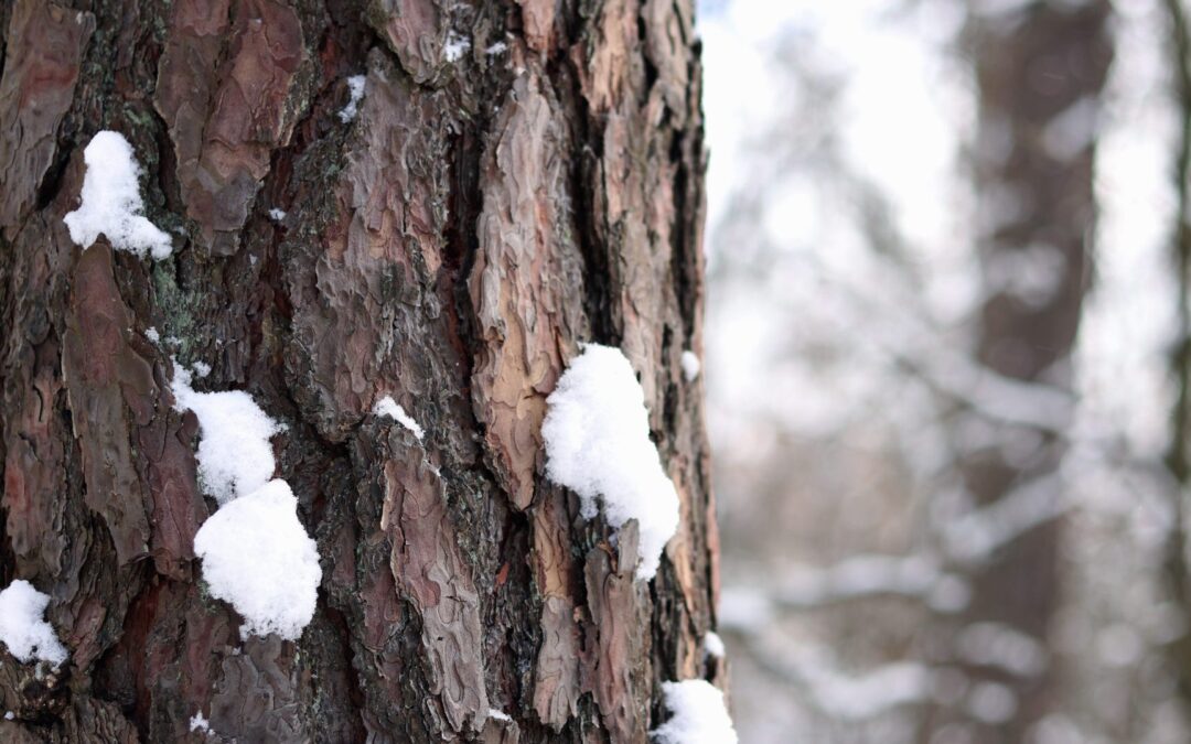 Winter Buds & Bark Tree ID