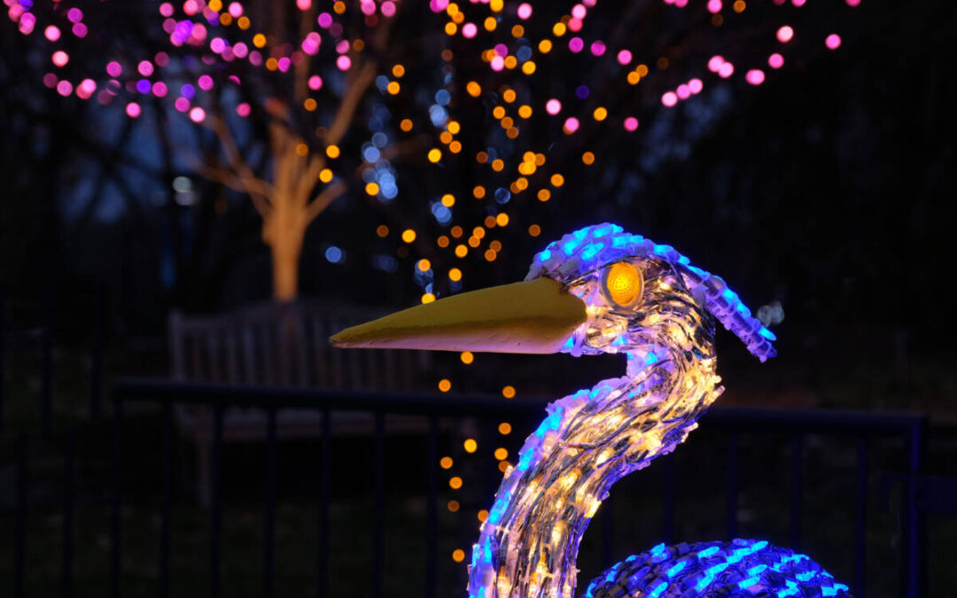 Winter Lights