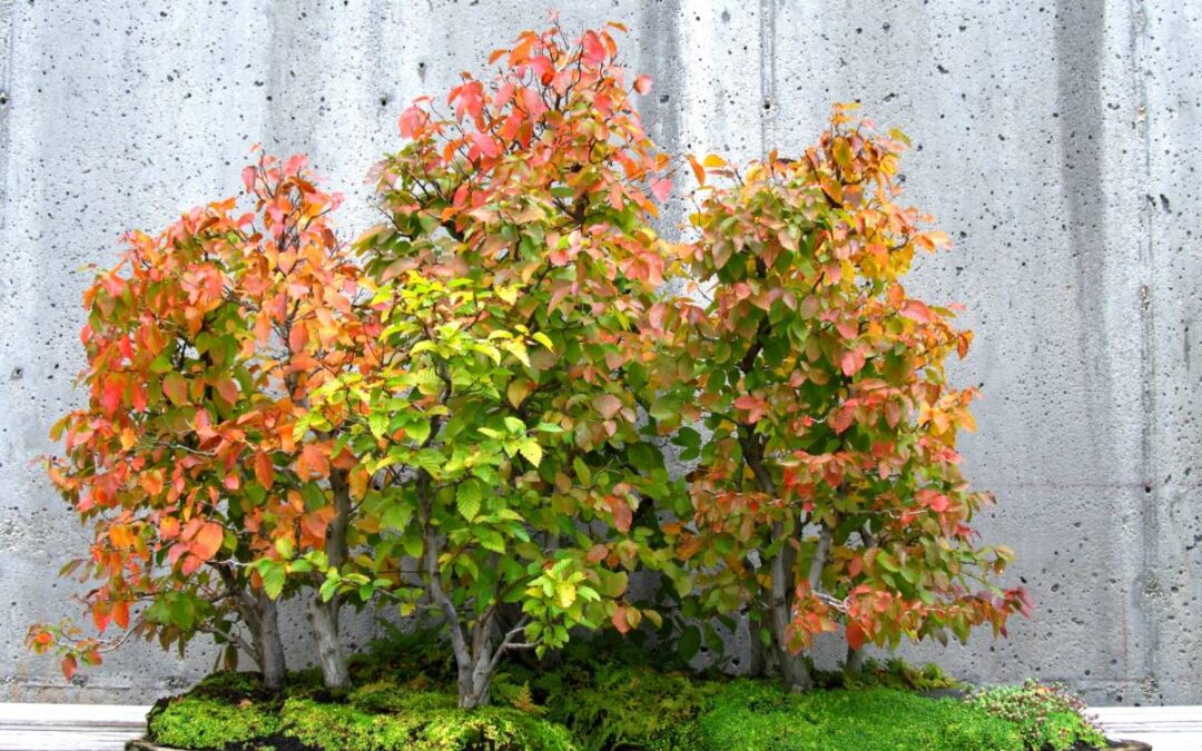 Bonsai Curator Talk: Yoshimura Island