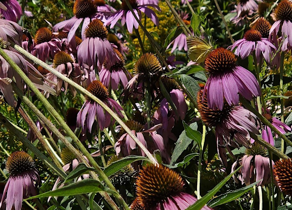 Fall Wildflowers of the NC Arboretum