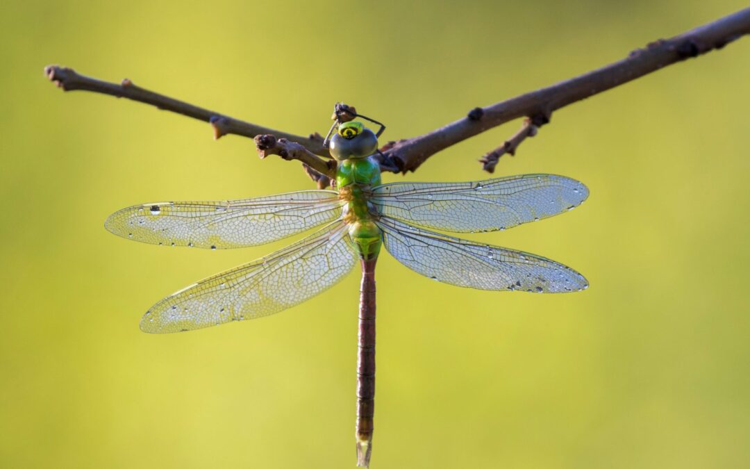 Chasing Dragons and Damsels in WNC
