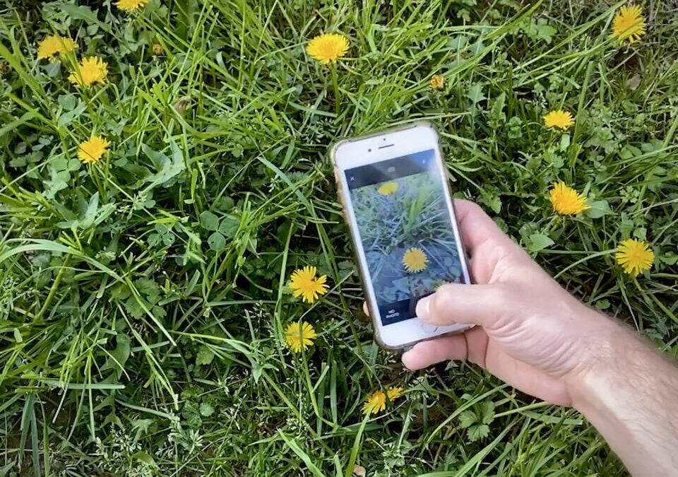 Online Course: Intro to iNaturalist and Smartphone Ecology