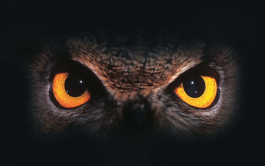 In the Dark