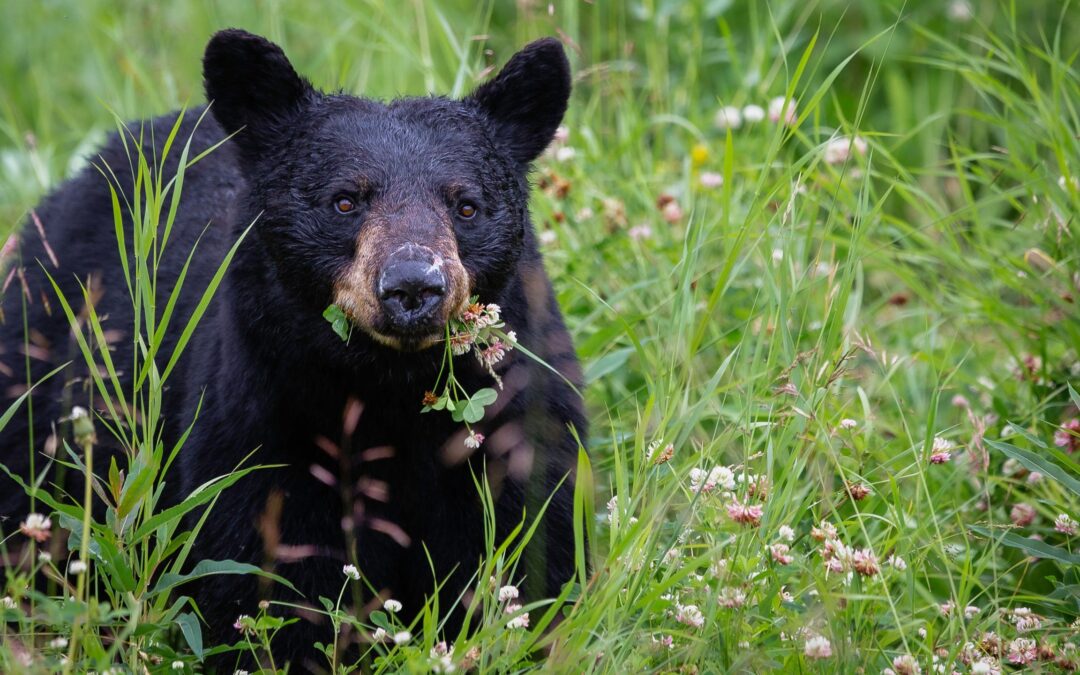 Rescheduled: Co-Existing with Black Bears