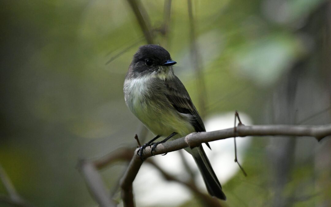 Birding for Beginners