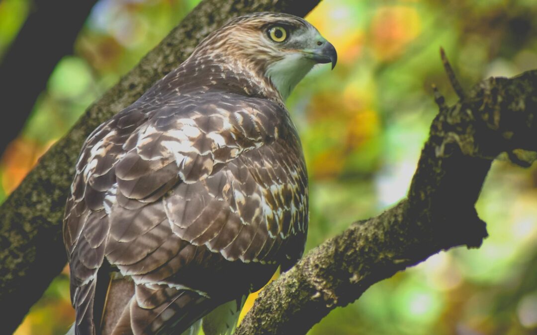 Southern Appalachian Birds Through the Seasons