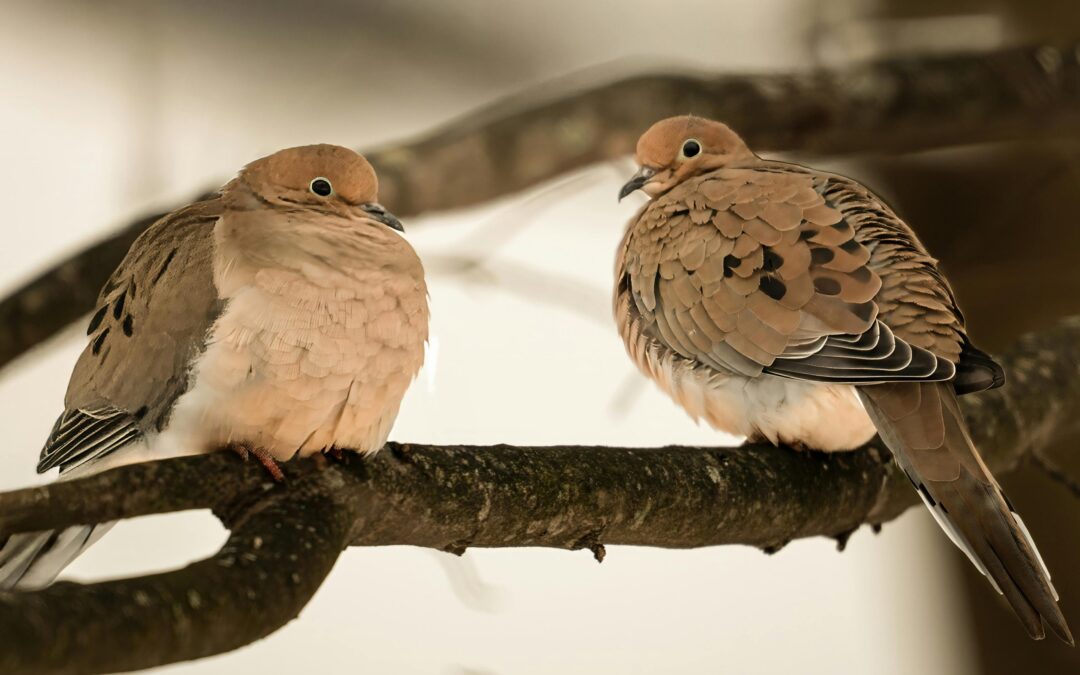 Bird Day