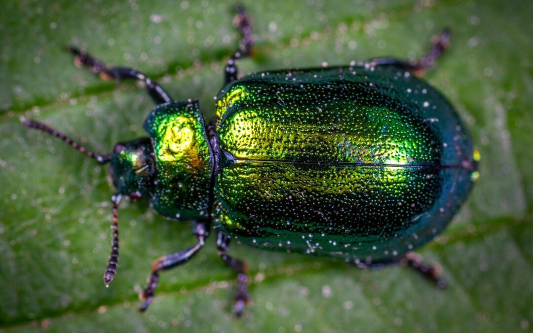 Southern Appalachian Entomology