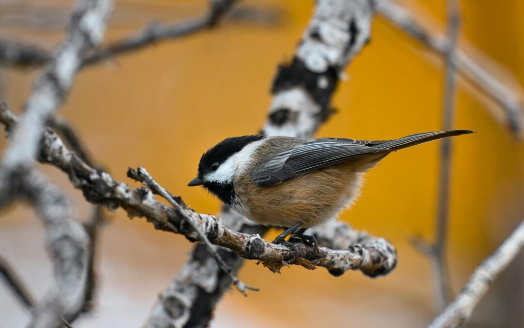 Birding for Beginners