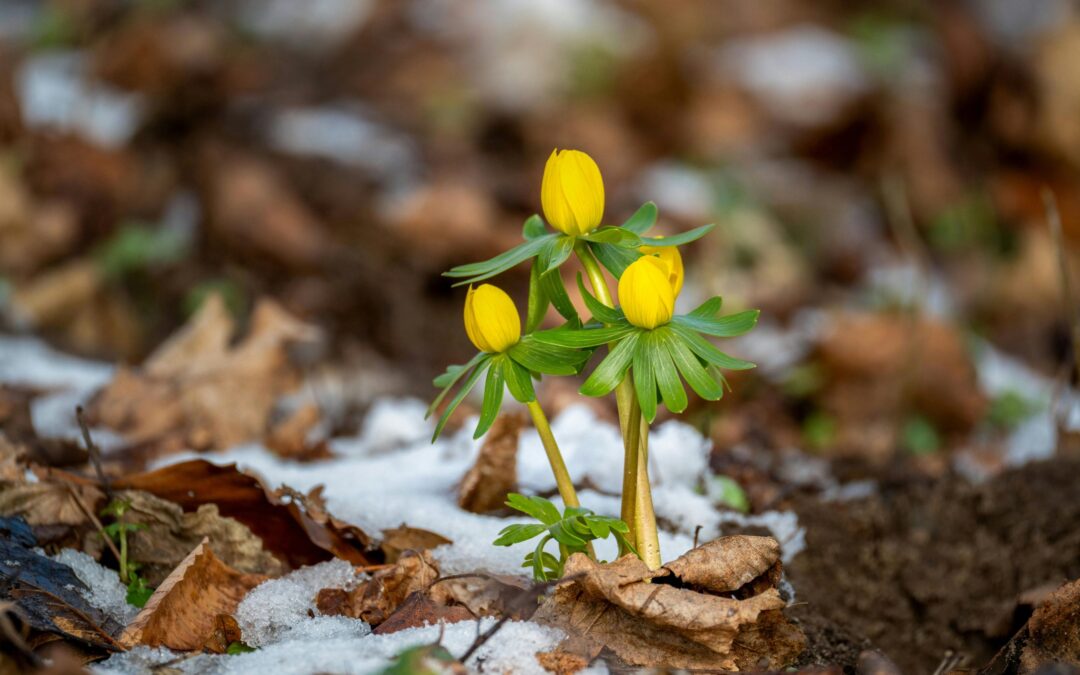 EcoHopeful