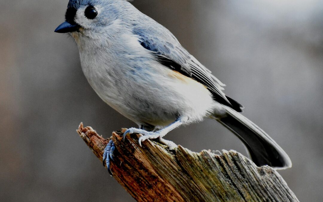 Birding for Beginners