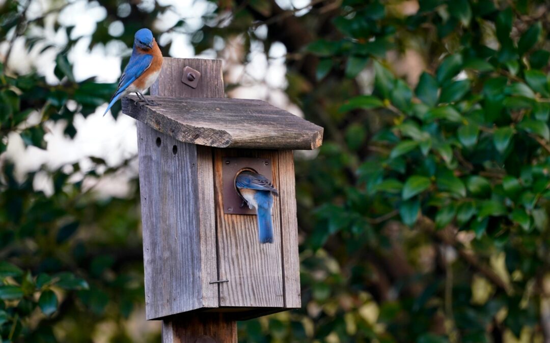 Getting to Know the Birds of WNC