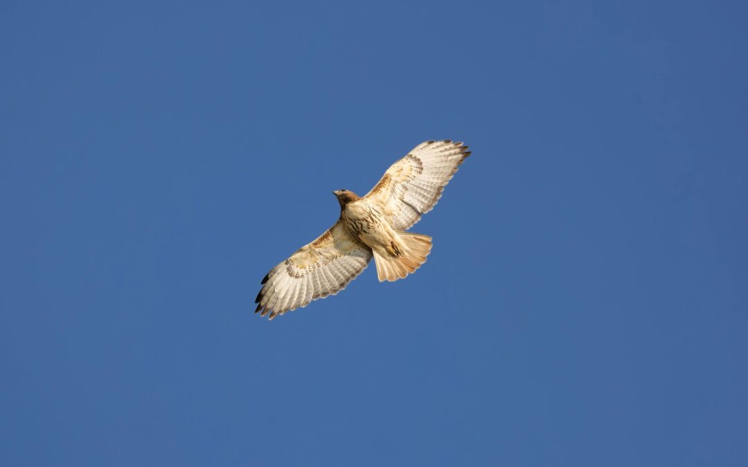 Hawkwatching at Grandfather Mountain