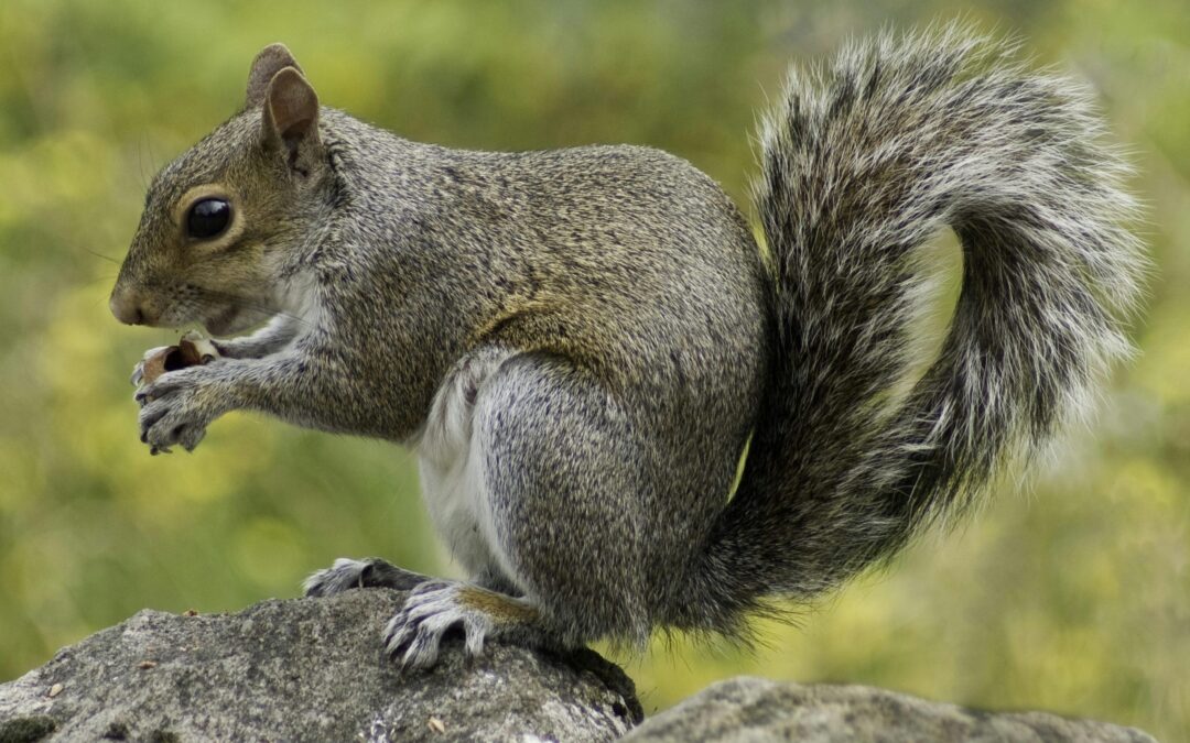 Mammals of the Southern Appalachians