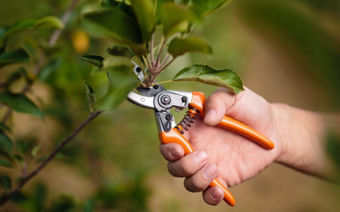 Fall Pruning 101