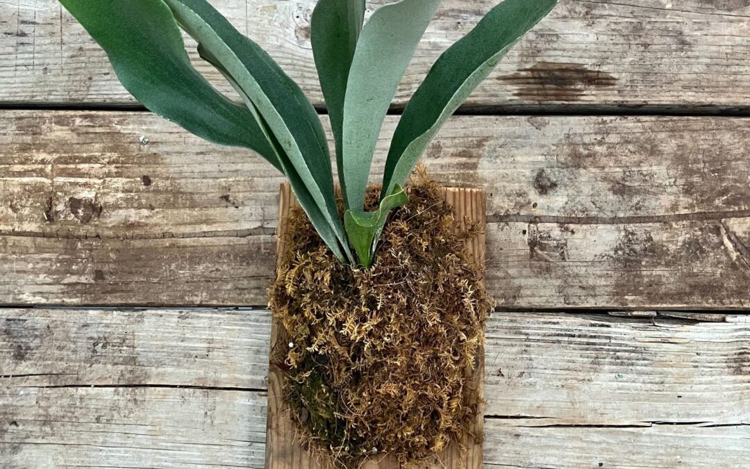 Mounting Staghorn Ferns on Wood: Hands-on Workshop