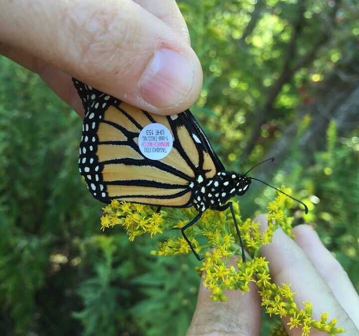 Monarch Conservation Mini-Symposium