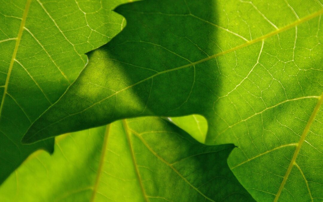 Early Summer Tree ID