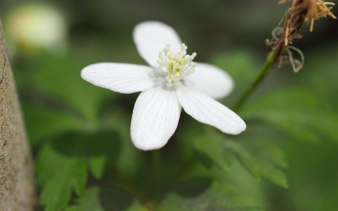 Spring Ecology Walk