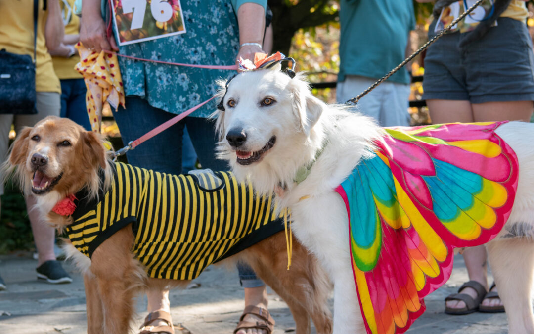 Tricks-n-Treats Dog Festival
