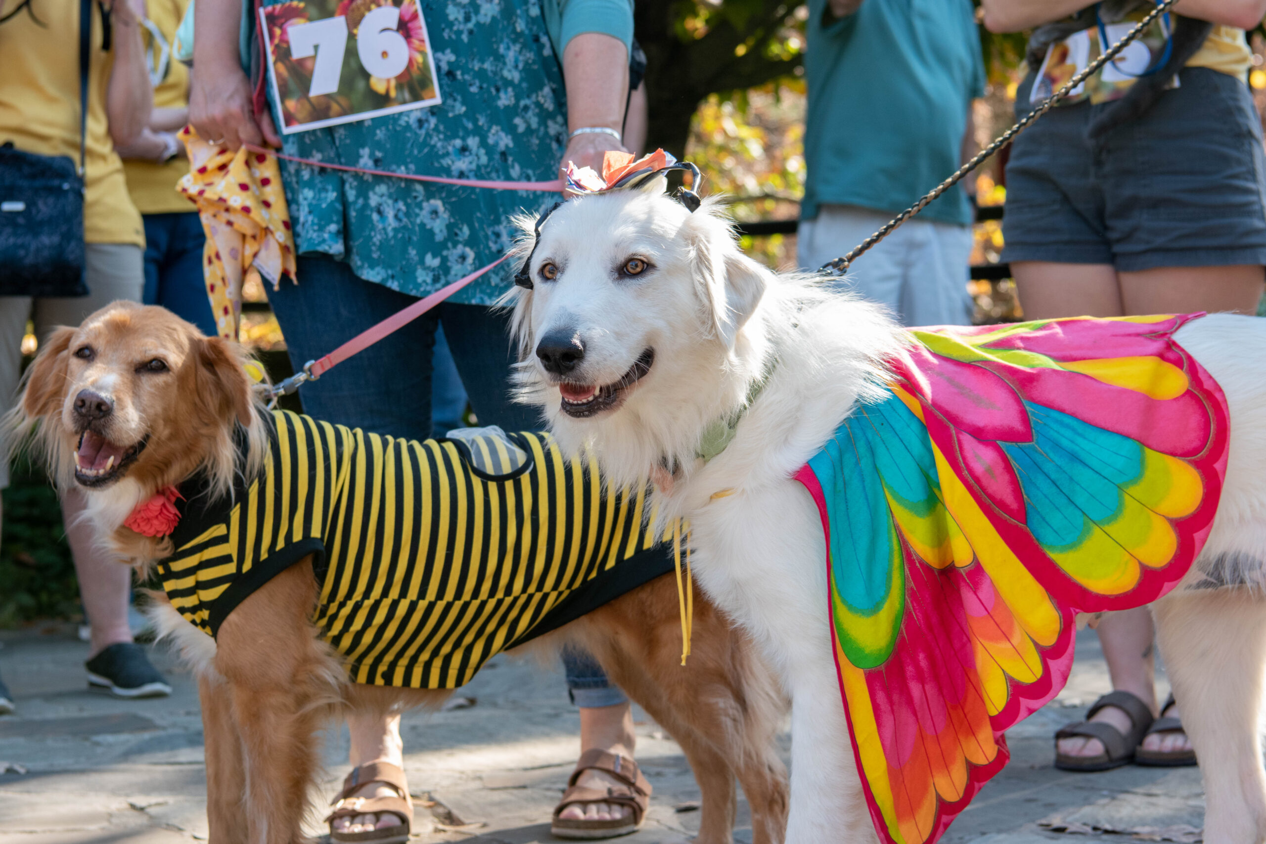 Two dogs dressed in Halloween costumes. One dog dressed as a bee and the other dog is dressed as a butterfly.