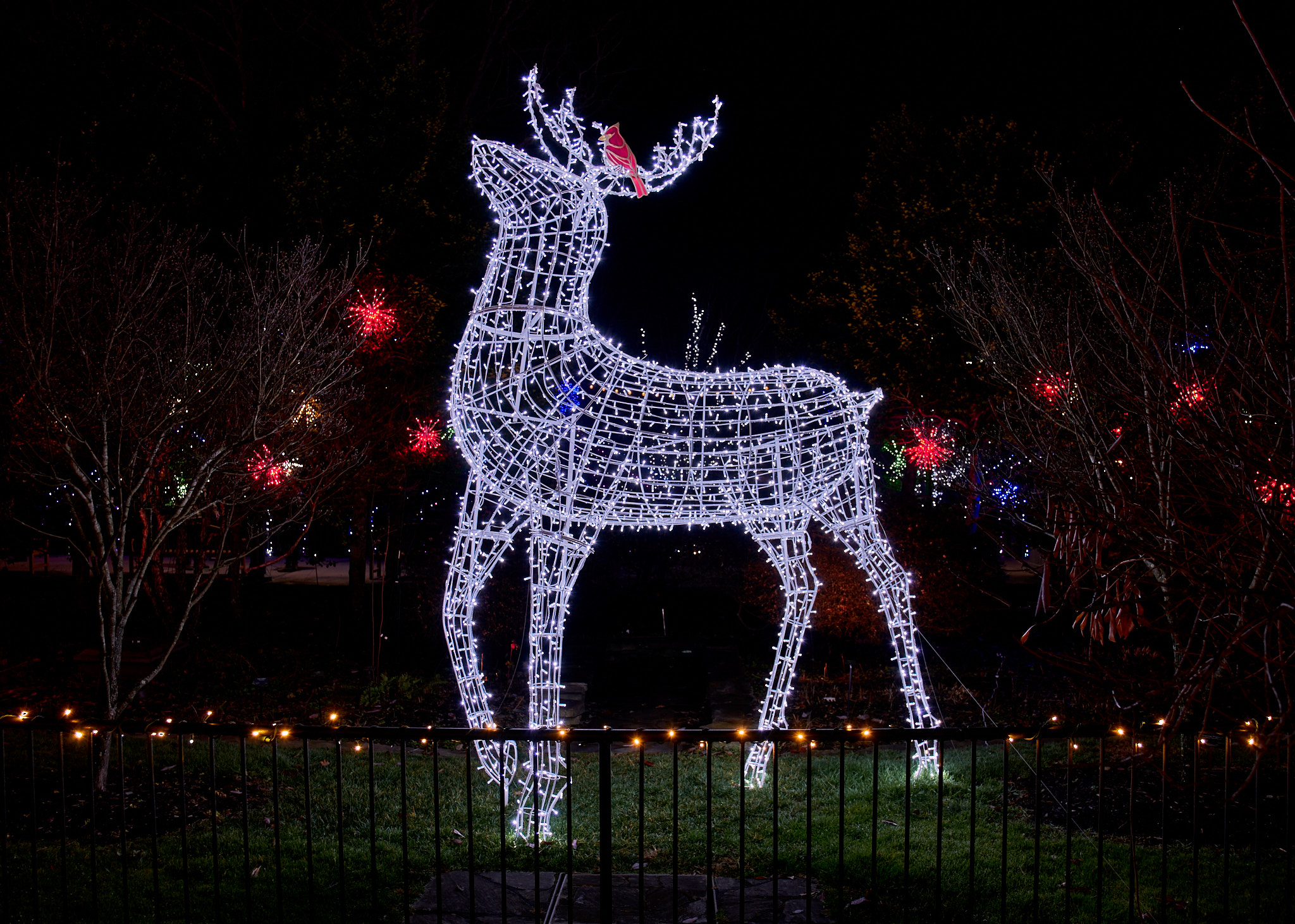 White stag made out of holiday lights