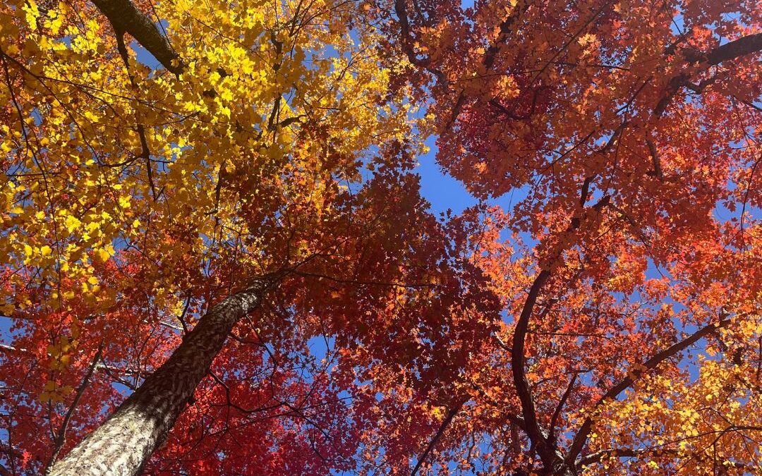 Forest Bathing Retreat: The Experience of Fall