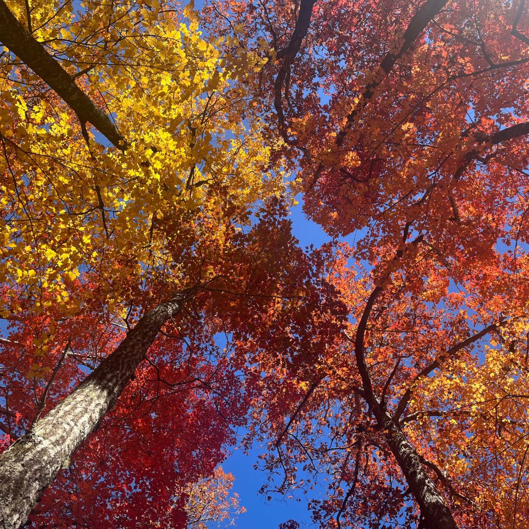 nature journaling