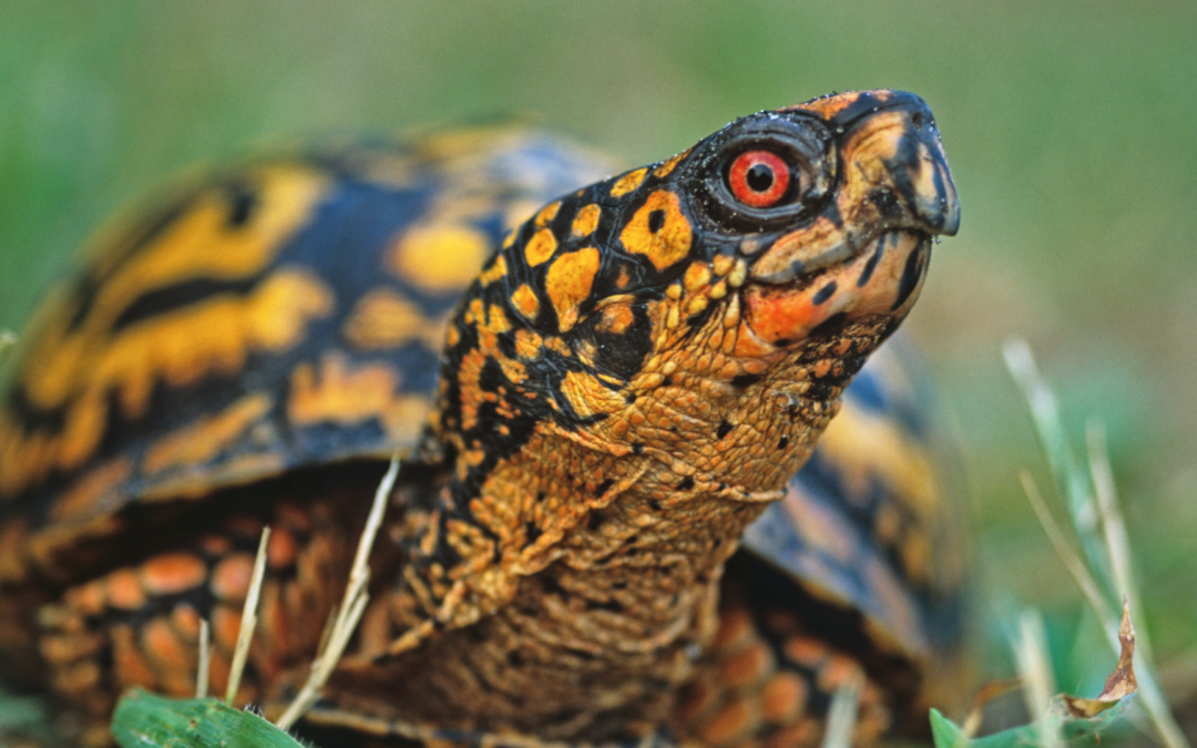 Reptiles of Western North Carolina