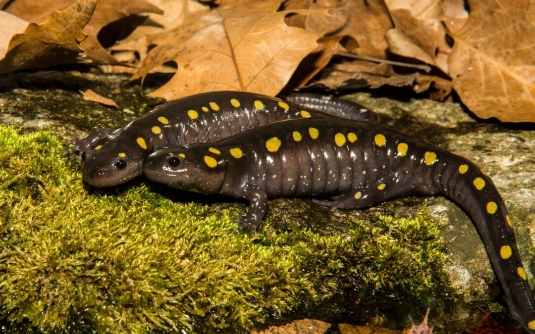 Salamander Diversity in the Southern Appalachians