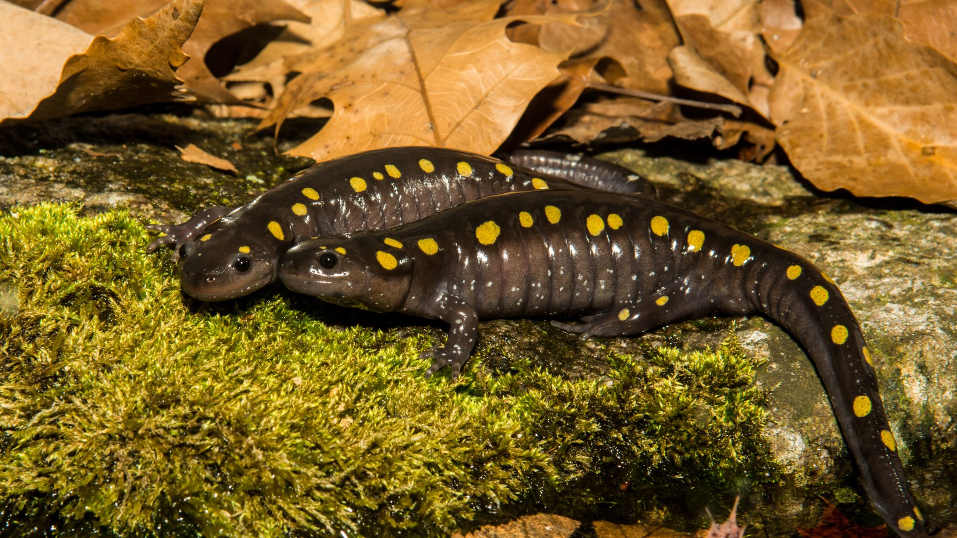 Salamanders