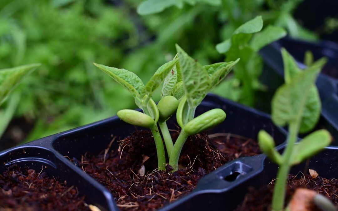 How Plants Grow: A Close Look at Plant Growth and Structures
