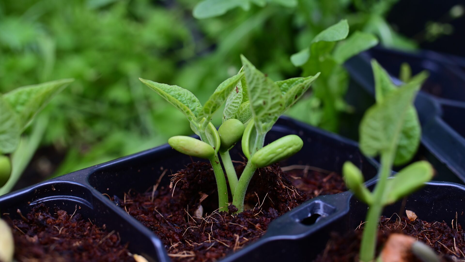 how plants grow thumbnail image of bean sprouts