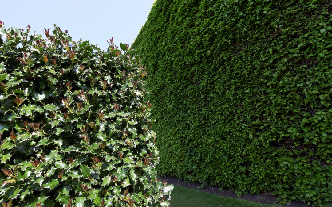 Using Hedgerows in your Garden Design