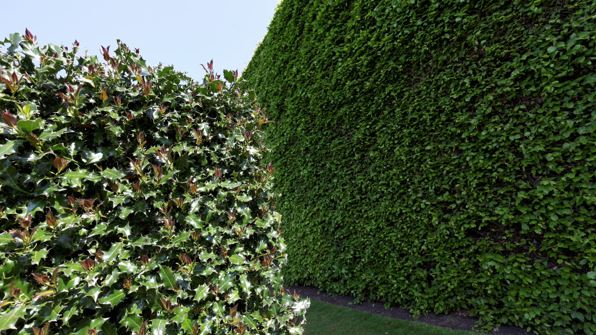 two hedges side by side, thumbnail for class using hedgerows in your garden