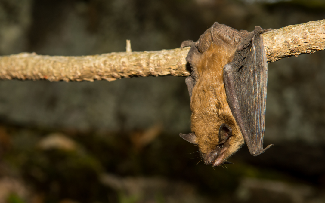 Bats of the NC Arboretum with Mist Netting Demonstration
