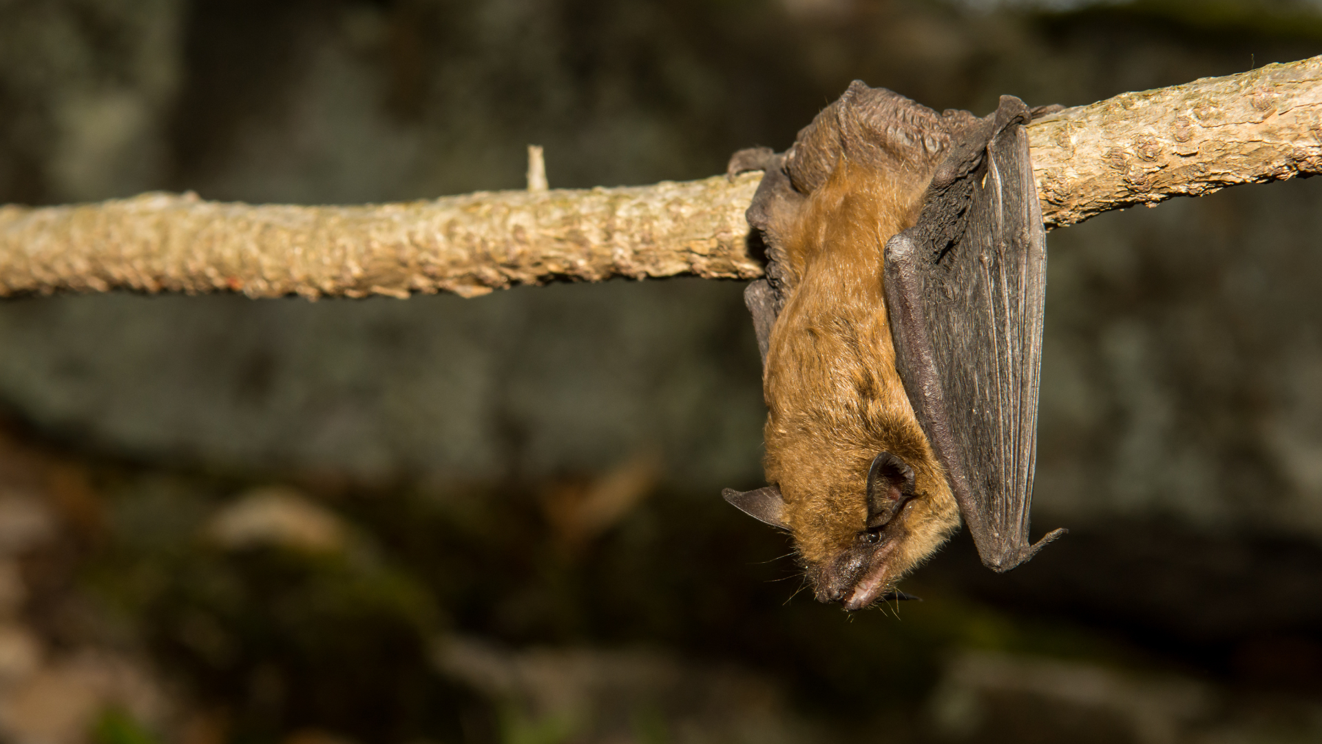 big brown bat hanging on branch