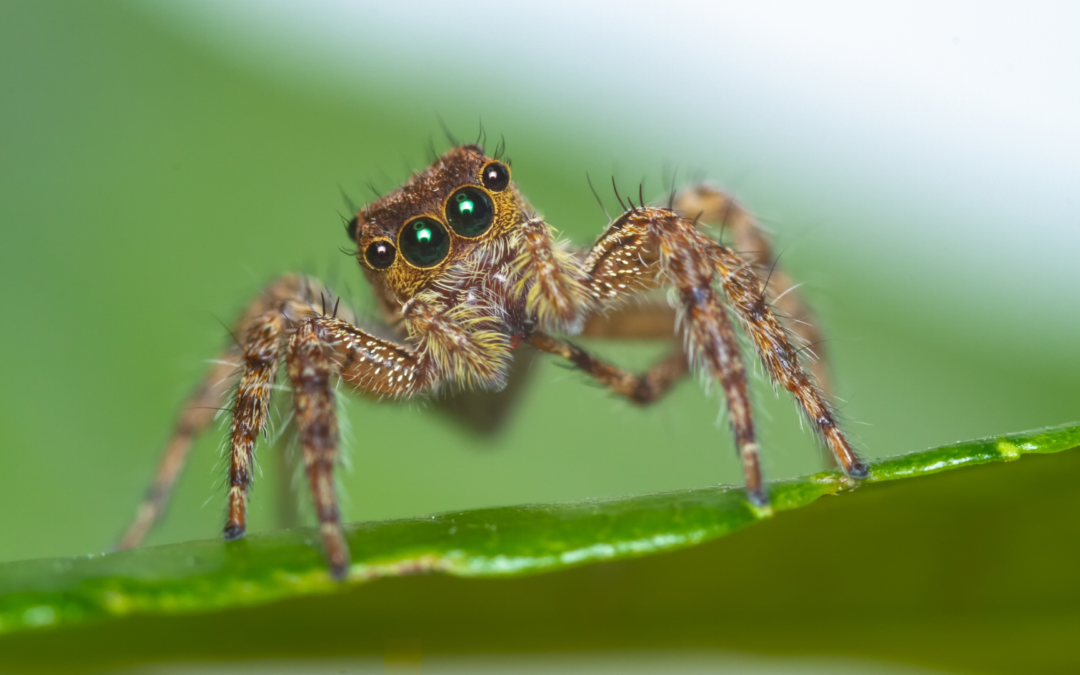 Naturalist Walk and Talk – Spiders