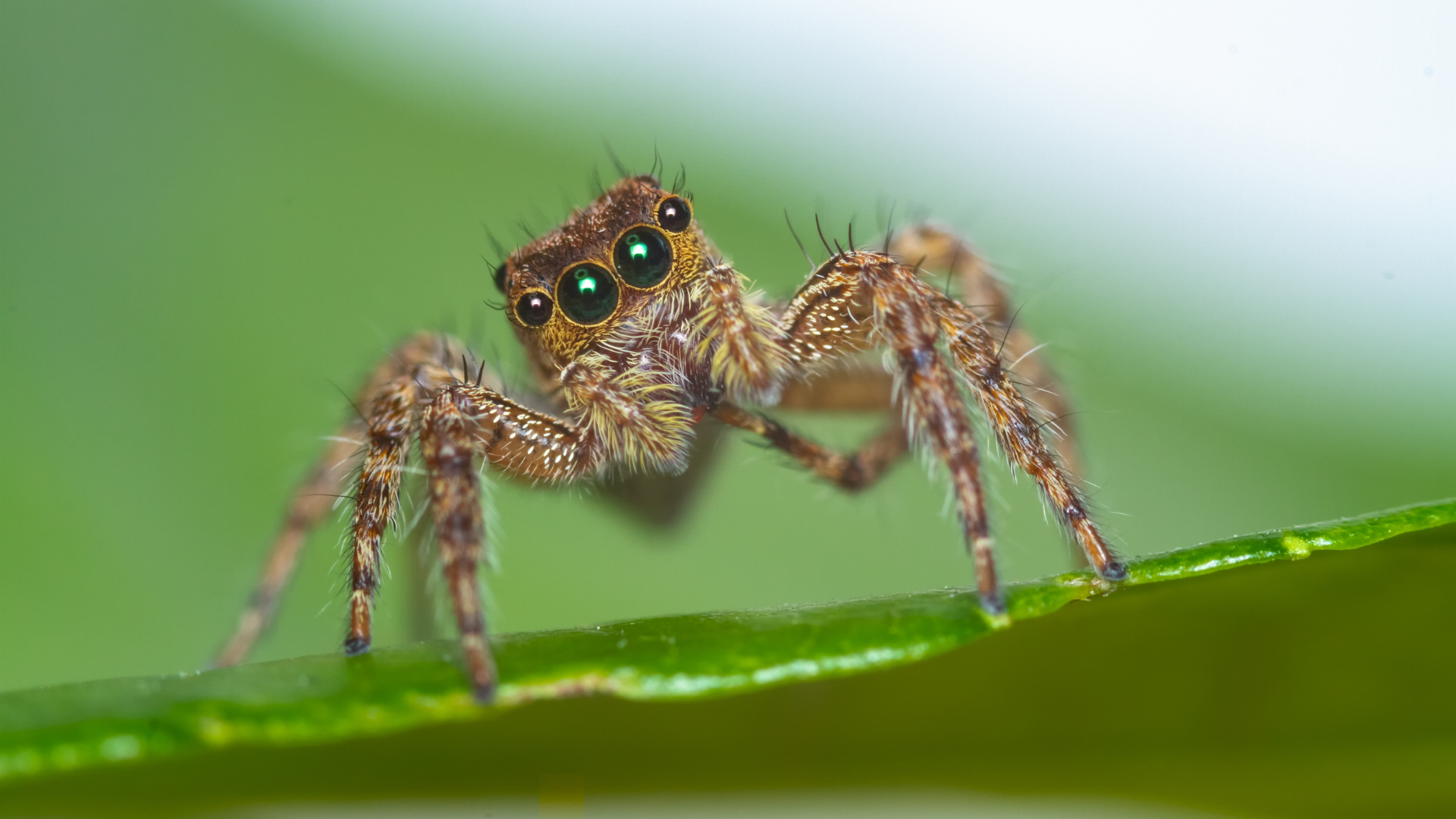 jumping spider thumbnail