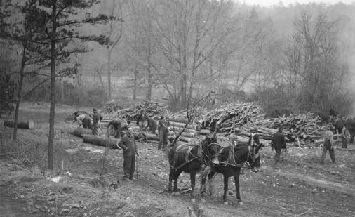 Bent Creek Logging